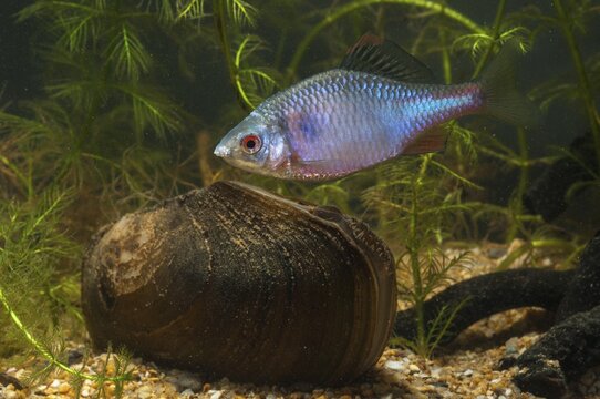 Anodonta cygnea, bitterling, duck mussel, common pond mussel, Rhodeus amarus, Rhodeus sericeus amarus, swan mussel, pond mussel, fish, fishes, river mussel, mussels, pisces, pond mussels