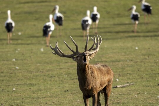 Red deer (Cervus elaphus), deer roaring during the rut