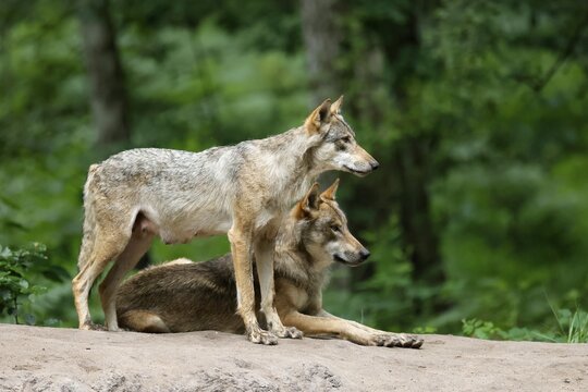 European gray wolf (Canis lupus), adults on a hill, captive