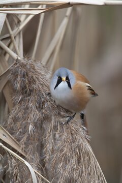 Bearded tit (Panurus biarmicus) or reedling adult male bird feeding on a Common reed seed head, Norfolk, England, United Kingdom