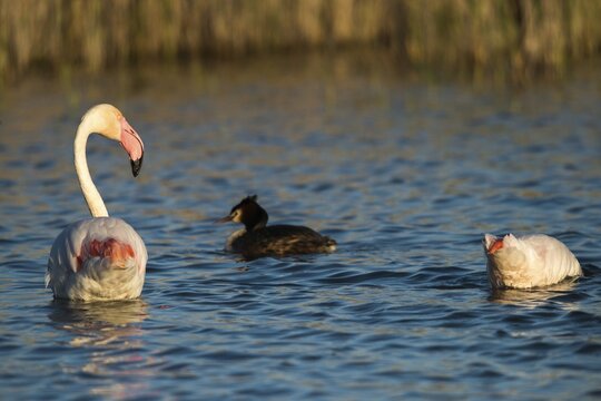 Afro-Asian Greater Flamingo, Eurasian Flamingo, European Flamingo, Granelli, Greater Flamingo, Italy, Pantano Cuba Lagoon, Pantano Longarini Lagoon, Pantani Cuba and Longarini, Phoenicopterus Roseus, Rosy Flamingo, Migratory Bird Sanctuary Pantani Cuba & Longarini, Birds, Ciconiiformes, Flamingo, Italy birds, Sicily, Foundation for Biodiversity, stork birds, birds