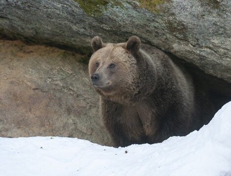 European brown bear (Ursus arctos) standing in front of its den in the snow, captive, Bavarian Forest National Park, Bavaria, Germany
