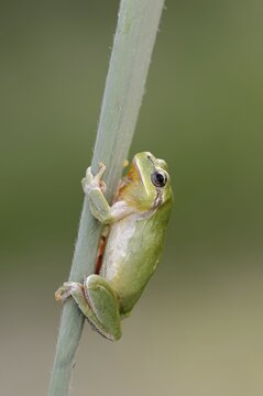 Mediterranean tree frog (Hyla meridionalis), Camargue, Provence, southern France