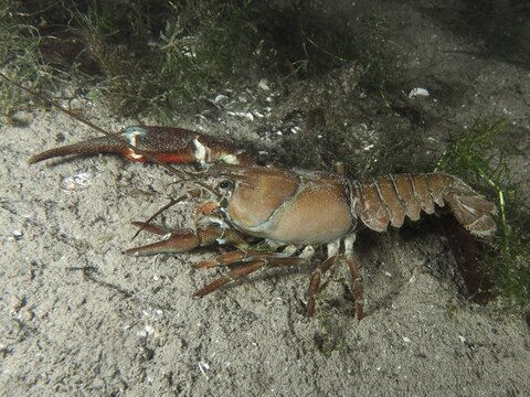 A signal crayfish (Pacifastacus leniusculus), an American crayfish and an invasive species, on sandy ground, in a wild underwater landscape, at the Terlinden dive site, K&uuml;snacht, Lake Zurich, Canton of Zurich, Switzerland