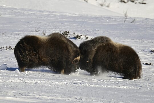Two musk oxen (Ovibos moschatus) duel head to head in the snow, Dovrefjell-Sunndalsfjella National Park, Norway