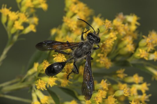 Grass carrying wasp (Isodontia mexicana) on Canada goldenrod (Solidago canadensis) Baden-W&uuml;rttemberg, Germany