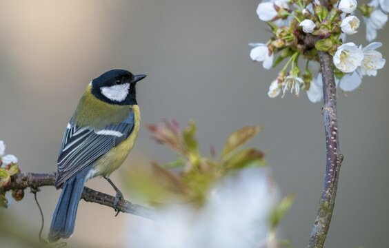 Great tit, great tit, parus major, birds, spring, male, meadow orchard, tit, male, passeri, songbirds, songbirds, jump, orchard, tits, birds