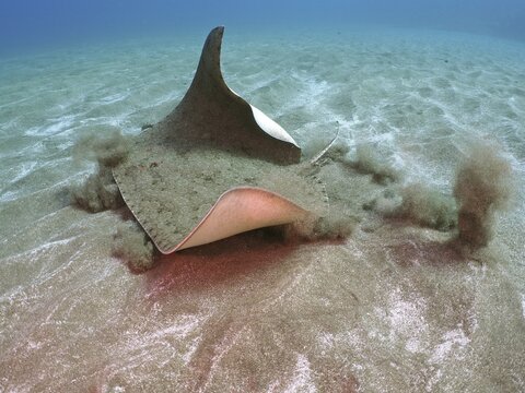 Butterfly ray (Gymnura altavela) on the run. Dive site El Cabron Marine Reserve, Arinaga, Gran Canaria, Spain, Atlantic Ocean