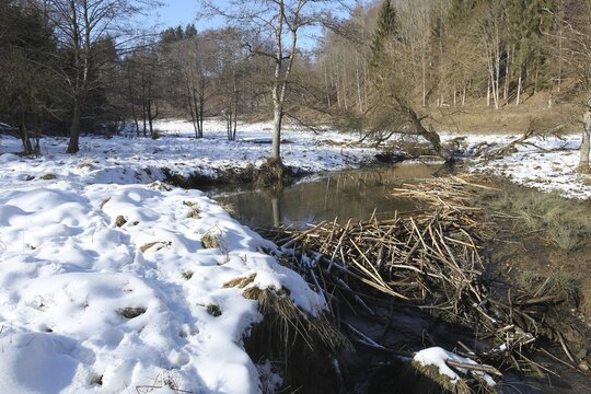 European beaver (Castor fiber) dammed stream in snow, Allg&auml;u, Bavaria, Germany