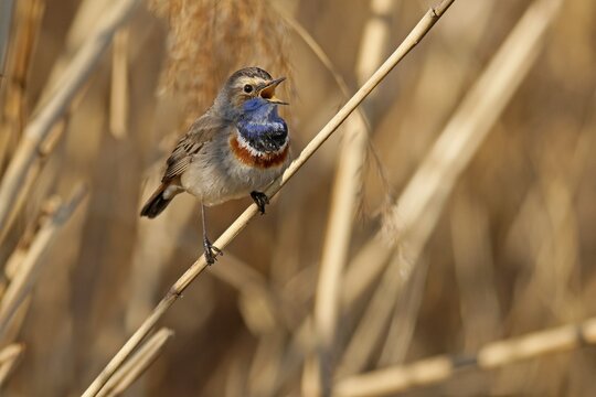 Bluethroat (Luscinia svecica) singing on a reed, wildlife, Germany