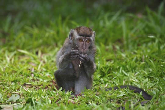 Crab-eating Macaque (Macaca fascicularis), young sitting in the grass, Bako National Park, Sarawak, Borneo, Malaysia