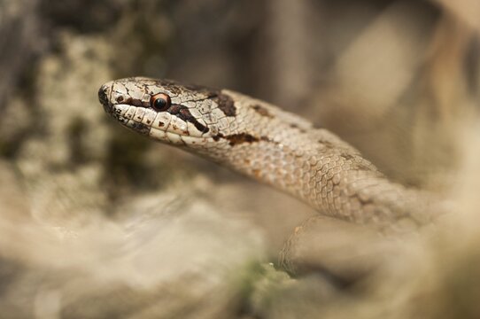 Coronella Austriaca, smooth snake, critters, reptilia, reptilia, reptiles, snakes, snakes