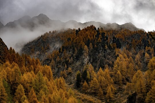 Autumn larch (Larix) forest in mountain landscape, Pfossental, Merano, Vinschgau, South Tyrol, Italy