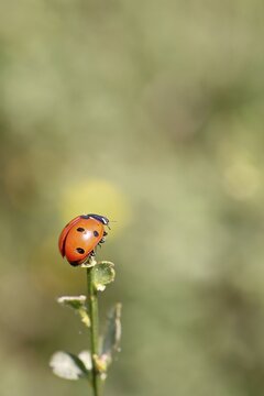 Seven-spot ladybird (Coccinella septempunctata), on the top of a plant, bokeh in the background, Wilnsdorf, North Rhine-Westphalia, Germany