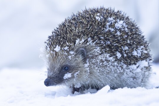 European hedgehog (Erinaceus europaeus) adult animal in snow in winter, England, United Kingdom