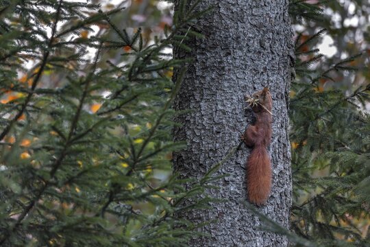 Squirrel (Sciurus vulgaris) with padding material for the burrow, winter supplies, approaching winter, November, Germany