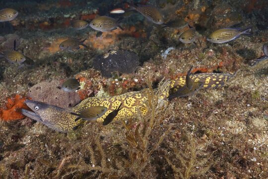 Spotted moray eel, Mediterranean moray eel (Muraena helena) and small fish in a diverse underwater habitat, Giens Peninsula dive site, Hy&egrave;res, Porquerolles, Provence, C&ocirc;te d'Azur, Mediterranean Sea, France