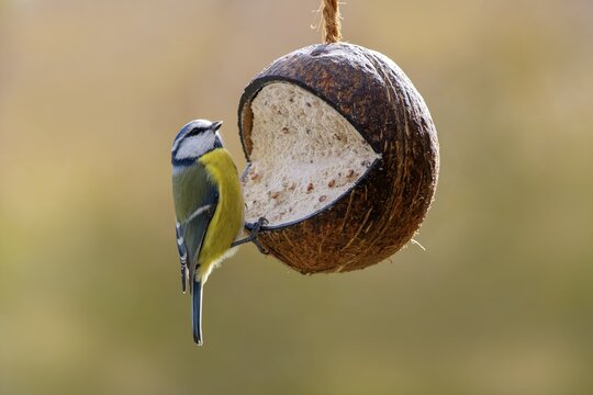 Blue tit (Parus caeruleus) at a coconut filled with bird food, winter feeding, Limbach, Burgenland, Austria