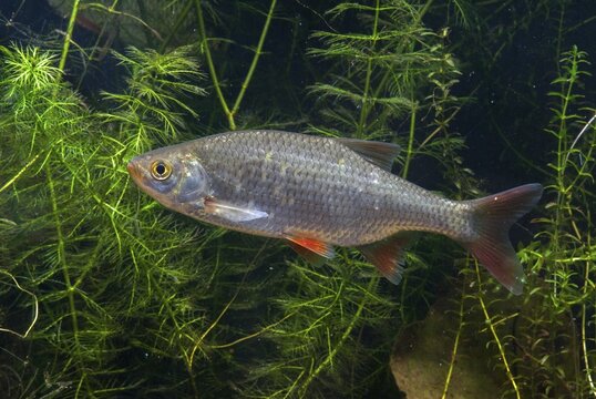Red lead, rudd, rubella, scardinius erythrophthalmus, fake roach, fish, fishes, pisces