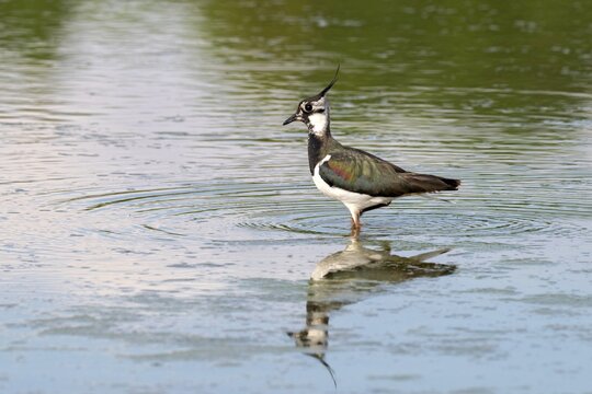 A lapwing (Vanellus vanellus) standing in the water, Gro&szlig;wilfersdorf Nature Reserve, Gro&szlig;wilfersdorf, Styria, Austria