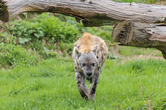 An adult male Spotted Hyena (Crocuta crocuta) runs across a green meadow