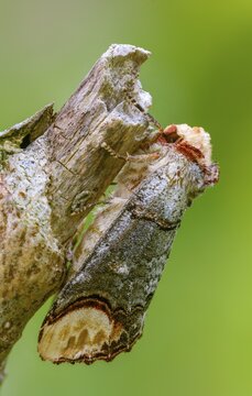 Buff tip, moonspot, moonbird, phalera bucephala, high size, portrait format, insects, moths, moths, butterflies