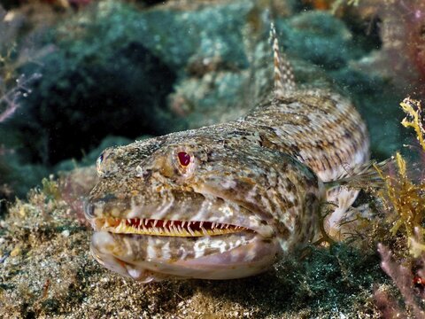 Well camouflaged fish with sharp teeth, lizardfish (Synodus saurus), on the sandy seabed. Dive site El Cabron Marine Reserve, Arinaga, Gran Canaria, Spain, Atlantic Ocean