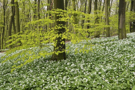 Wild garlic (Allium ursinum) in bloom in a beech forest in spring, Hilter, Lower Saxony, Germany