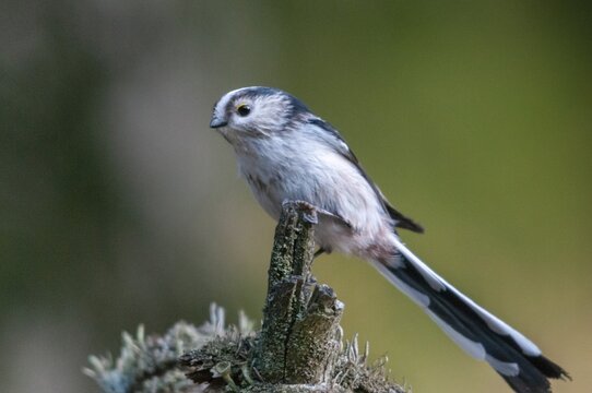 Aegithalos caudate, long-tailed tit, birds, tits, passeri, songbirds, songbirds, tits, birds