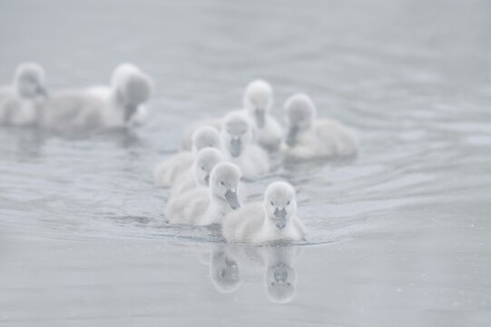 Mute swan (Cygnus olor) swimming chicks in the morning mist, North Rhine-Westphalia, Germany