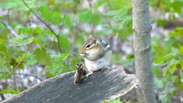 A small chipmunk perches on a tree branch in a forest video
