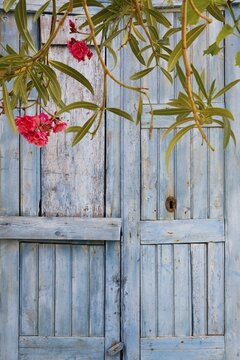 Blooming oleander branches in front of a light blue wooden door, Malfa, Salina, Aeolian or Lipari Islands, Southern Italy, Italy