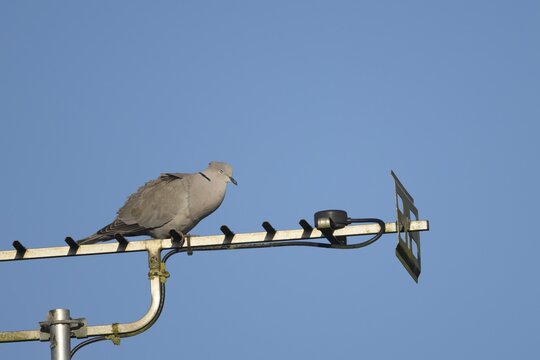 Collard dove (Streptopelia decaocto) adult bird sleeping on an urban television aerial, Suffolk, England, United Kingdom