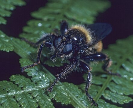 Bumblebee robberfly, yellow murder fly, Laphria flava, murder fly, diptera, insects, predatory flies, two-winged birds