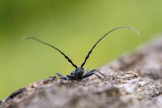 Beechbuck, beech spike, cerambycidae, cerambyx scopolii, small oakbuck, wrinkled buck, scopolis longhorn beetle, beetle, capricorn beetle, coleoptera, insects, beetles