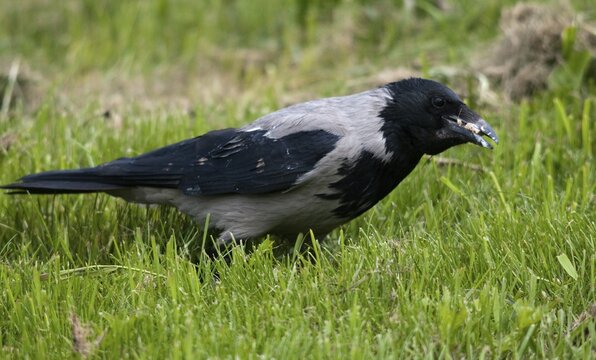 Corvus cornix, hooded crow, misty crow, Sweden, birds, Corvidae family of birds, passeri, corvids, songbirds, Sweden, birds