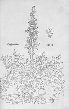 Common hogweed, soft hogweed (Acanthus mollis), woodcut by Leonhart Fuchs, from New Kre&uuml;terbuch, neues Kr&auml;uterbuch, Michael Isingrin, Basel, Switzerland, 1543