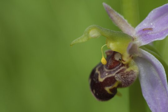 Bee orchid (Ophrys apifera) wildflower flower spike, Suffolk, England, United KIngdom