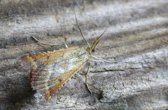 Olive-brown moth, pyrausta cespitalis, pyrausta despictata, moth, insects, moths, moths, butterflies, straw-barred pearl