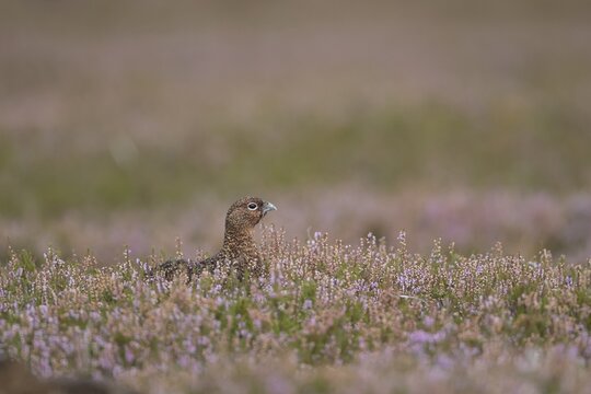Red grouse (Lagopus lagopus scotica) adult female game bird in flowering purple heather plants on a moorland in summer, Yorkshire, England, United Kingdom