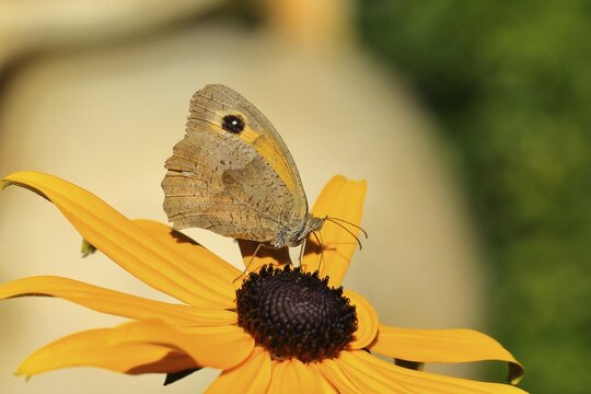 Meadow brown (Maniola jurtina), collecting nectar from a flower of yellow coneflower (Echinacea paradoxa), Wilden, North Rhine-Westphalia, Germany
