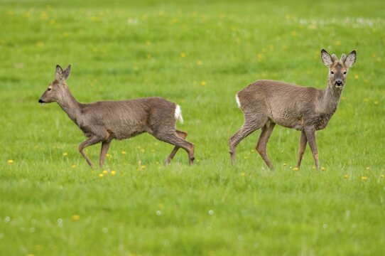 Artiodactyla, Capreolus capreolus, even-toed ungulate, cloven-hoofed, roe deer, mammals, mammals