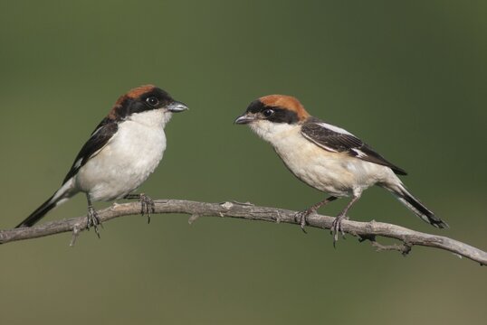 Lanius senator, red-headed shrike, woodchat shrike, birds, Bulgaria, female, male, passeri, songbirds, songbirds, birds, female, shrike