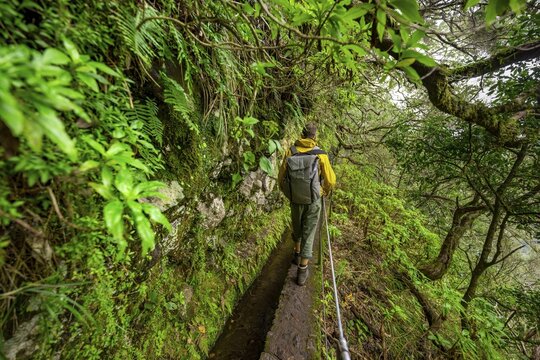 Hikers on a narrow path along a levada, in dense forest, Levada do Caldeir&atilde;o Verde, Parque Florestal das Queimadas, Madeira, Portugal