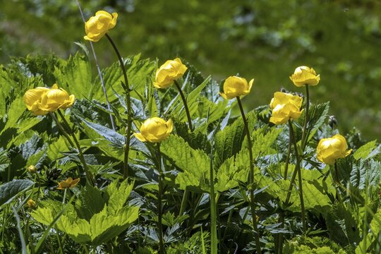 Globeflower (Trollius europaeus), in bloom, Fellhorn, Oberstdorf, Oberallg&auml;u, Allg&auml;u, Bavaria, Germany