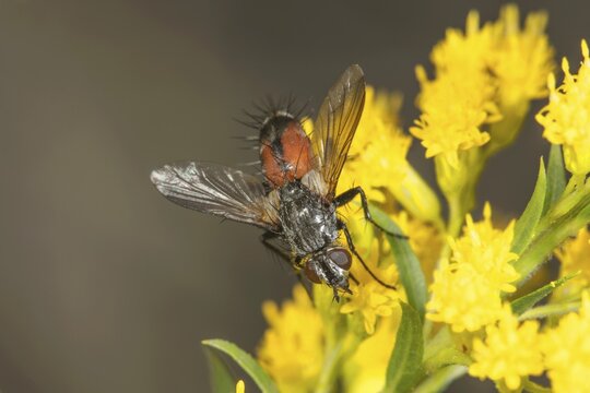 A parasite fly (Eriothrix rufomaculata) on the bright yellow flowers of Solidago canadensis, Baden-W&uuml;rttemberg, Germany