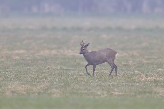 Roebuck (Capreolus capreolus), black roe deer, male, in the morning mist while foraging in a meadow, old animal, wildlife, black colour variant, Ochsenmoor, Naturpark D&uuml;mmer See, H&uuml;de Lower Saxony, Germany