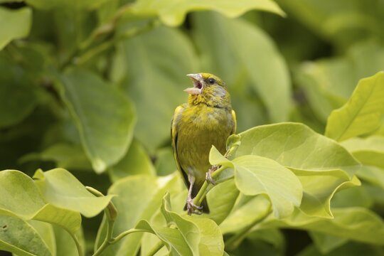 European greenfinch (Chloris chloris) adult male bird singing on a garden Magnolia tree in summer, England, United Kingdom