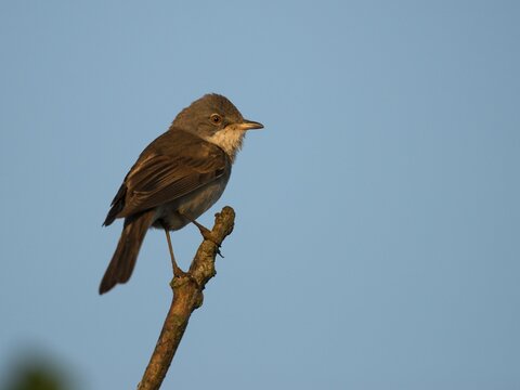 Common Whitethroat (Sylvia communis), Texel, West Frisian Islands, province of North Holland, Holland, The Netherlands