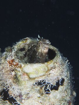 A sabre-toothed blenny (Petroscirtes mitratus) peers out of a plastic canister, marine pollution, in a dark underwater world, dive site House Reef, Mangrove Bay, El Quesir, Red mangrove, Egypt